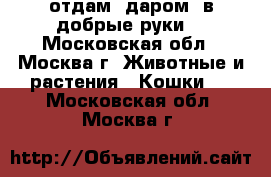 отдам. даром. в добрые руки. - Московская обл., Москва г. Животные и растения » Кошки   . Московская обл.,Москва г.
